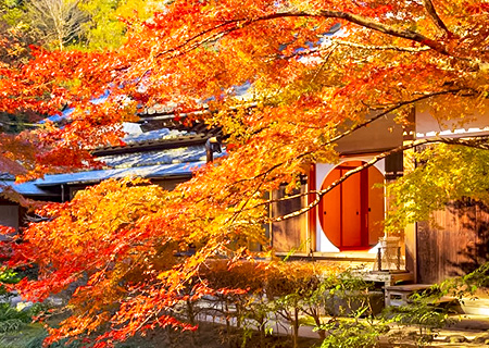 【秋戀關東】米其林紅葉高尾山．黃金銀杏大道．楓色古都鎌倉．漫步修善寺．DIY採果－關東５日