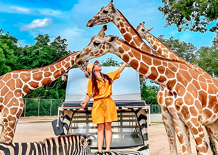 【泰獅航(早去晚晚回)-北鼻.莎哇滴卡】6人成行 曼谷+最夯北碧野生動物園+桂河火車體驗 5+1日 (含稅險)