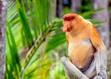 東南亞的杜拜、黃金帝國、長鼻猴生態、汶萊5天