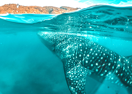 【享玩宿霧-長榮航空】六人成行~宿霧. 歐斯陸.薄荷島.資生堂特選五日(宿霧市區4晚)(含稅險簽證)