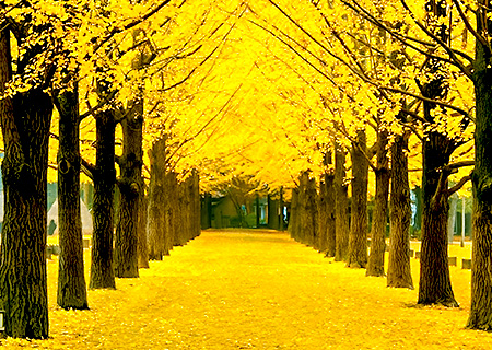 《不進保肝》韓國賞楓趣五日～韓服遊古宮賞楓、南怡島銀杏、採蘋果體驗、湖水纜車(BR)