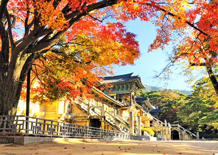 《不走人蔘、保肝》好漾釜慶五日～五星級汗蒸幕、樂天、韓服漫遊古宅、膠囊列車(BX)