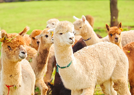 《不進人蔘、保肝》易起尊尚濟州五日～入住五星藍鼎酒店、AQUA PLANET水族館、神話世界、樂園羊駝樂園
