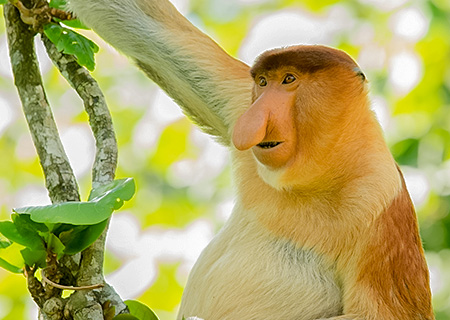 東南亞的杜拜、黃金帝國、長鼻猴生態、汶萊5天