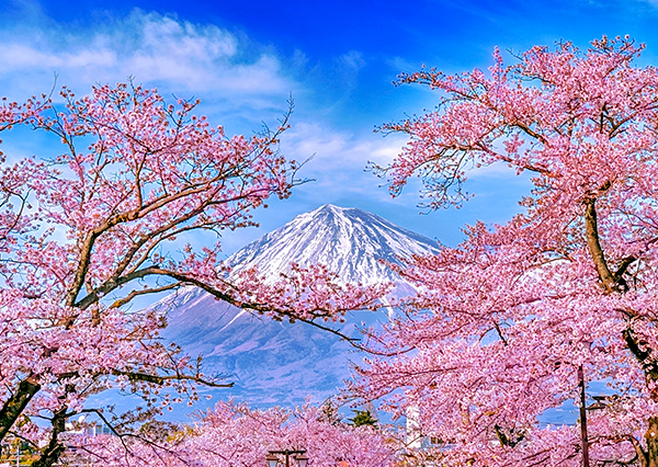 【花現關西５日】粉妝和歌山城．秘境櫻大佛壺阪寺．可愛奈良小鹿．京和服漫步．粉色鐵道漫步．瘋遊環球影城