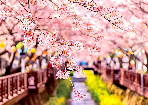 《不走保肝》釜山鎮海賞櫻5日～慶和火車站、余佐川橋、海雲台迎月嶺、海岸觀光列車、甘川洞文化村