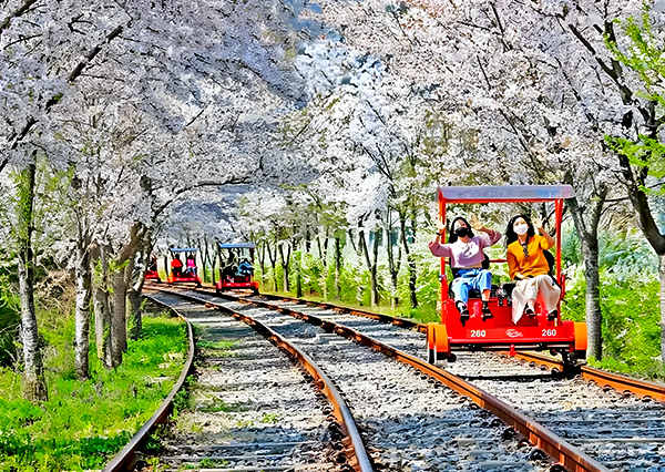 《不走人蔘、保肝》韓櫻飛舞5日～保證入住水岸觀景渡假村、慶熙大學賞櫻、熱帶雨林咖啡廳、義王鐵道自行車