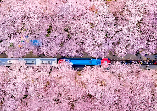 《不進人蔘、保肝》鎮海櫻花戀釜慶5日~校村韓服賞櫻花、X SKY觀景台、蔚藍海景咖啡